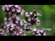 Bees Bumble 2 3399